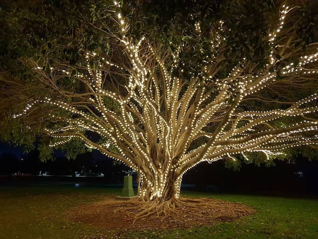 Tree Of Lights - Image 1