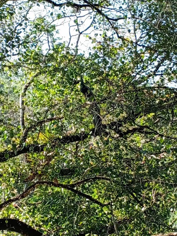 Maliduwa - Image 1