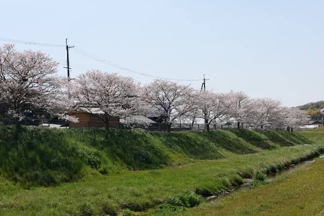 櫨谷川桜堤 - Image 1