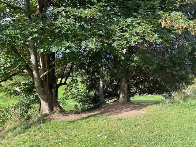 Arbre Philémon de Villars - Image 1