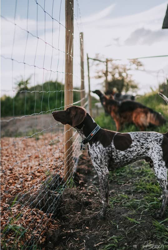 Hadeland Hundepark - Image 1