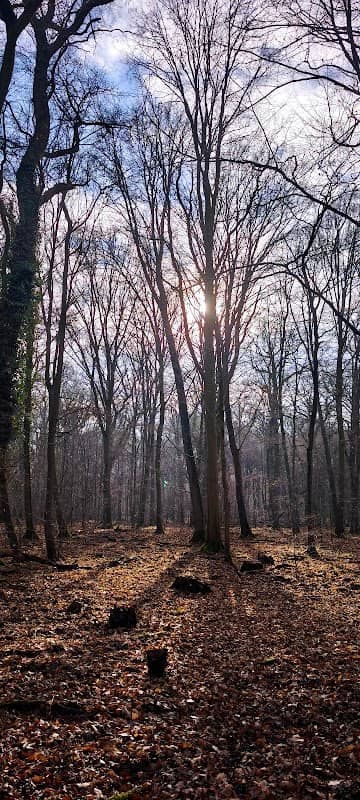 Bürgewald Steinheide - Image 1