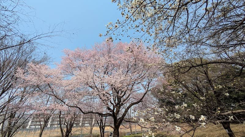 よこやまの道 さくらの広場 - Image 1