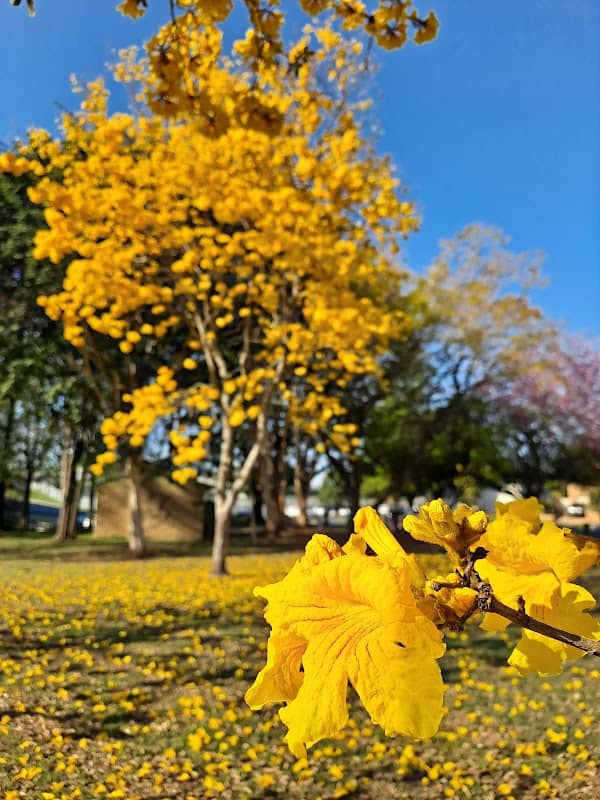 Gordon Wingfield Park - Image 2