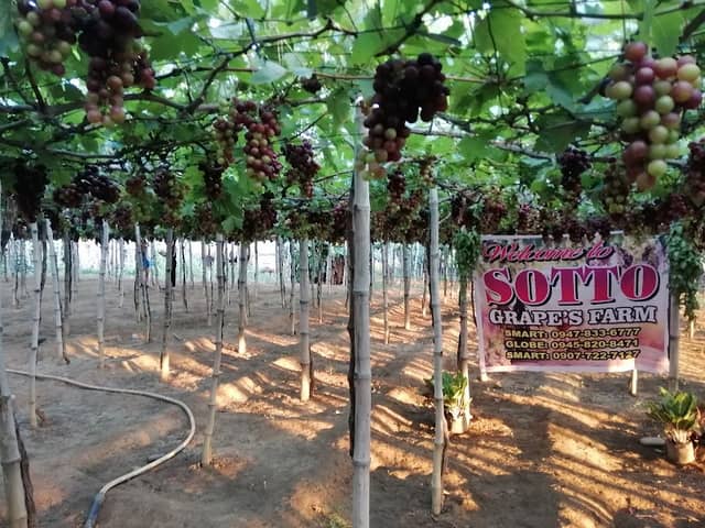Sotto Grapes Farm - Image 1