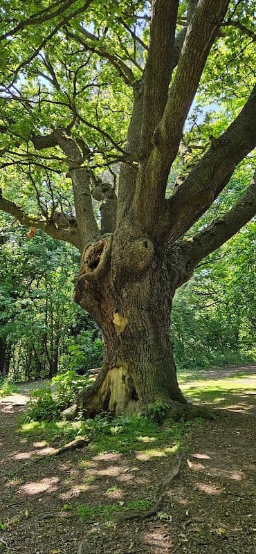 Coombe wood - Image 2