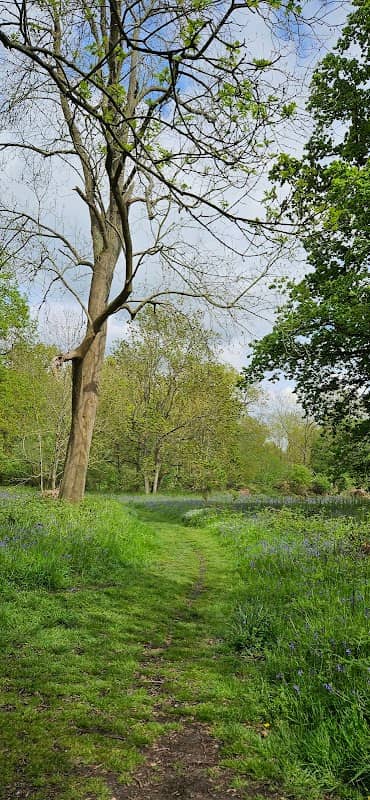 Coombe wood - Image 1