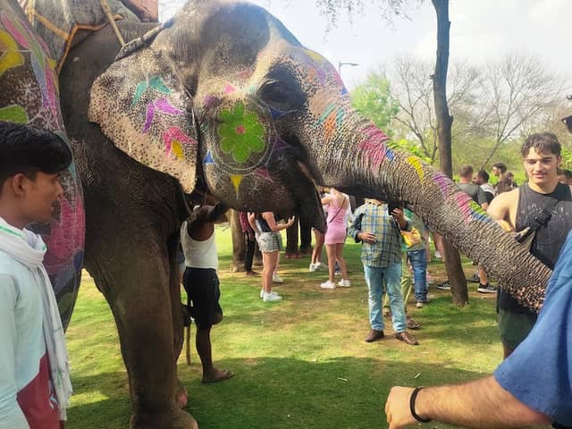 Book Elephant Safari & Activity in Jaipur - Image 2