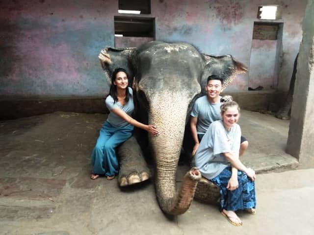 Book Elephant Safari & Activity in Jaipur - Image 1
