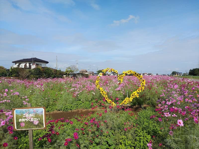 野木町コスモス畑 - Image 1