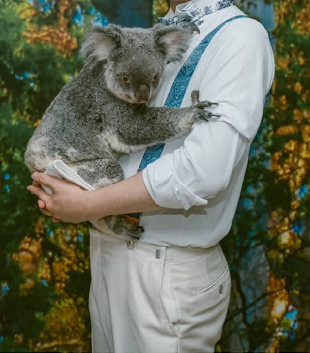 Cairns Koalas & Creatures - Image 1