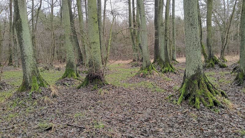 Las Smardów - Image 1
