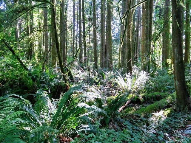 Mill Creek Trail - Image 2
