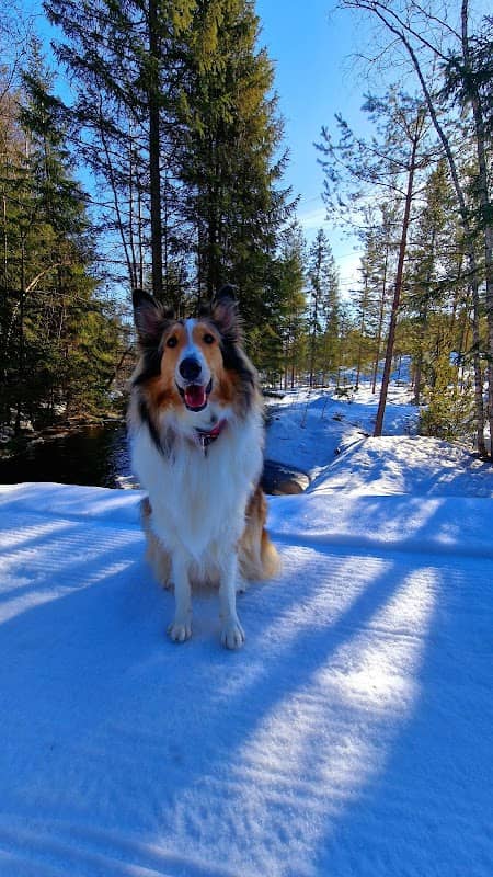 Hundepark ved saga i Gjerdrum - Image 2