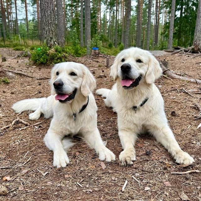 Hundepark ved saga i Gjerdrum - Image 1
