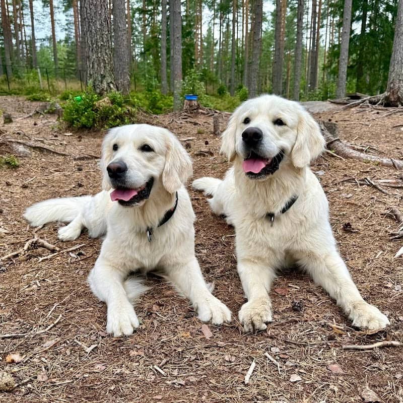 Hundepark ved saga i Gjerdrum - Image 1