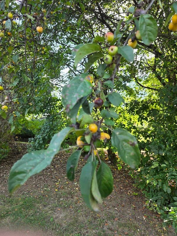 Maggie Rogers Park - Image 2