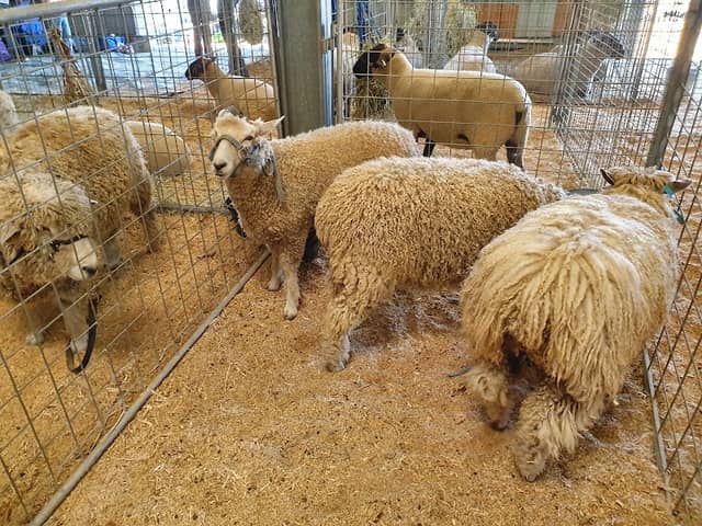 Gatton Show - Image 1