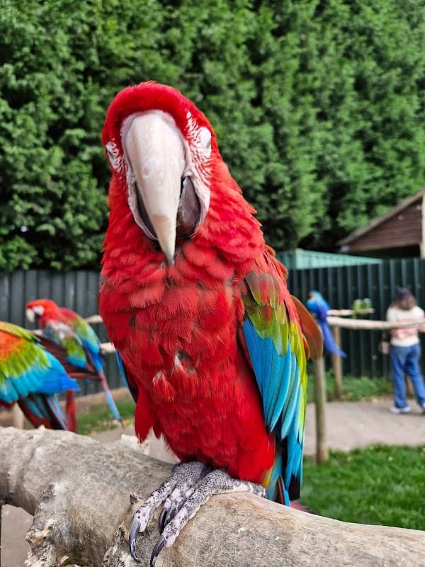 Tropical Birdland - Image 3