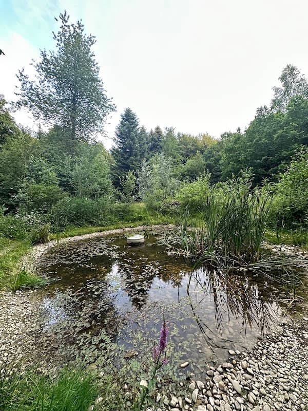 Weiher im Buchsiwald - Image 1