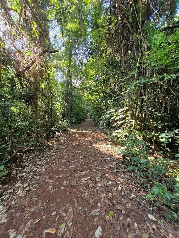 Parque Estadual de Ibiporã (Horto Florestal) - Image 1