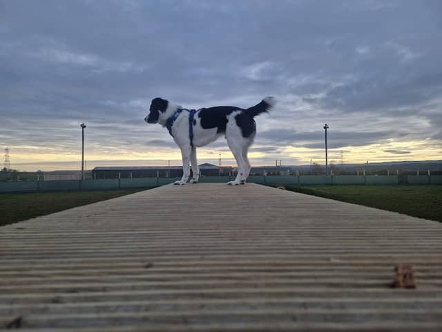 Unleashed Dog Parks - Midlothian - Image 1