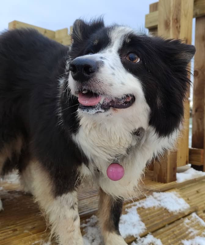 Unleashed Dog Parks - Midlothian - Image 2