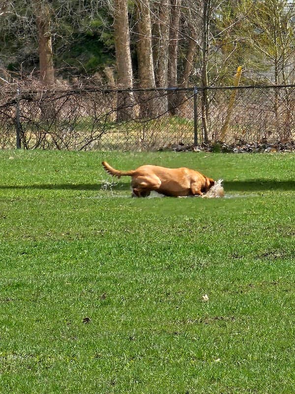 Base Borden Off Leash Dog Park - Image 1