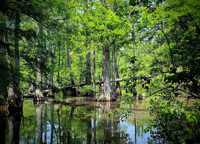 Sipsey River Recreation area - Image 2