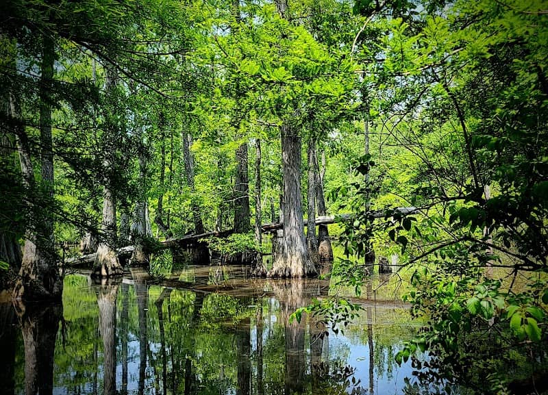Sipsey River Recreation area - Image 2