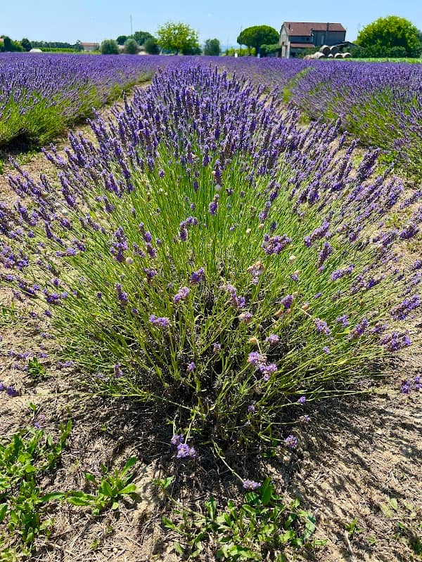 Campo di lavanda a Ronta di Cesena - Image 1