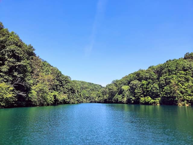 Cove Creek Wildlife Management Area - Image 1
