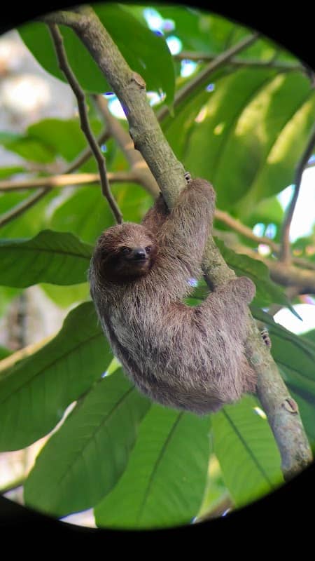 Sloth Protection Campaign - Image 2