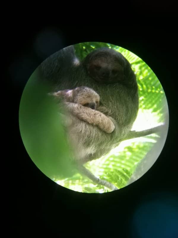 Sloth Protection Campaign - Image 1