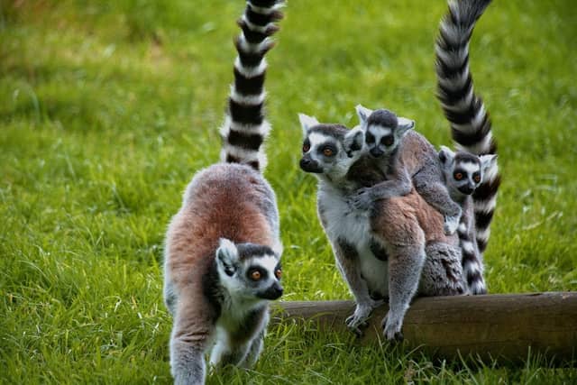 Lake District Wildlife Park - Image 1