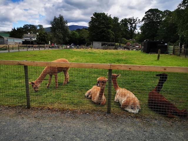Lake District Wildlife Park - Image 2