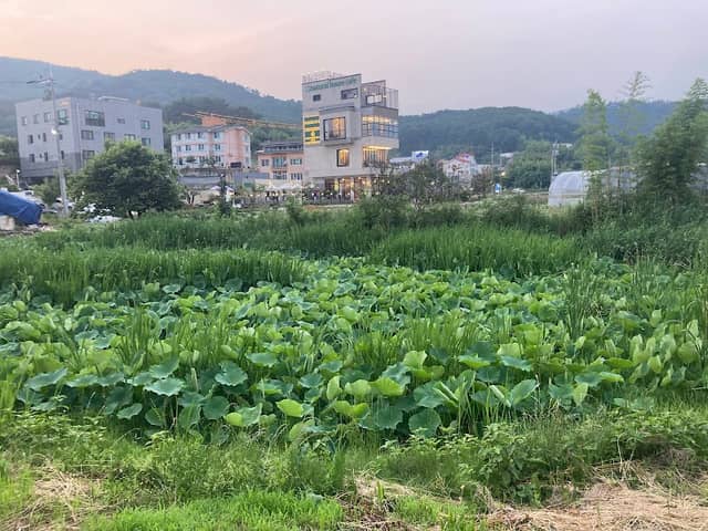 Yeonmos - Image 1
