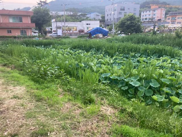 Yeonmos - Image 2