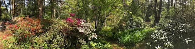 The Pine Hollow Arboretum - Image 1