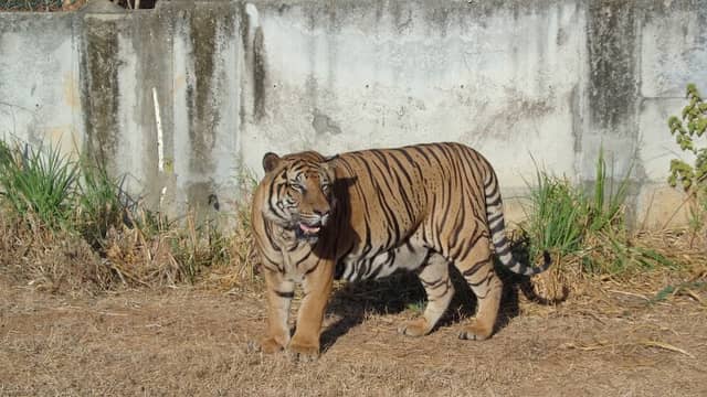 Tiger Zone - Image 1