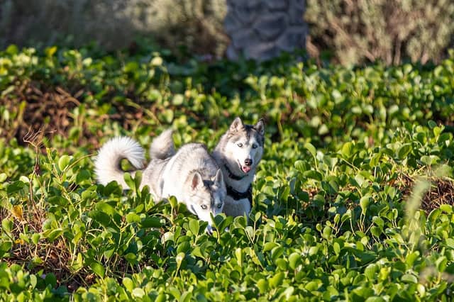 Khansoor Park District 12 - Image 1