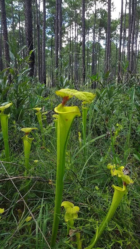 Doerun Pitcherplant Bog Wildlife Management Area - Image 1
