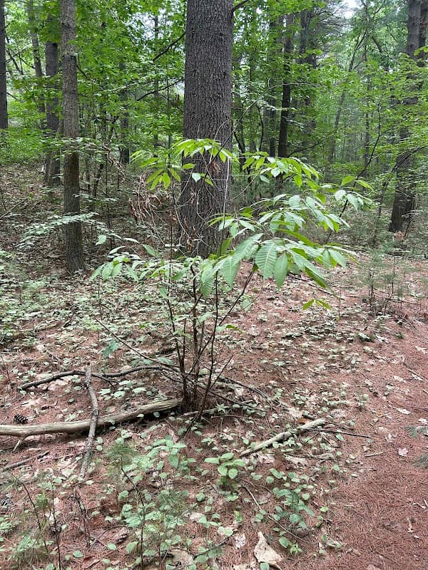 Franklin Town Forest - Image 1