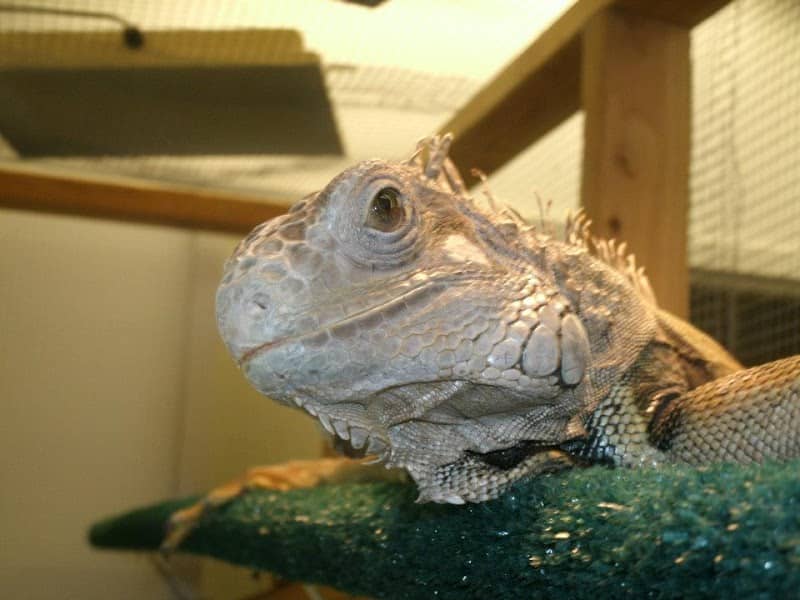Truman State University Herpetarium - Image 1
