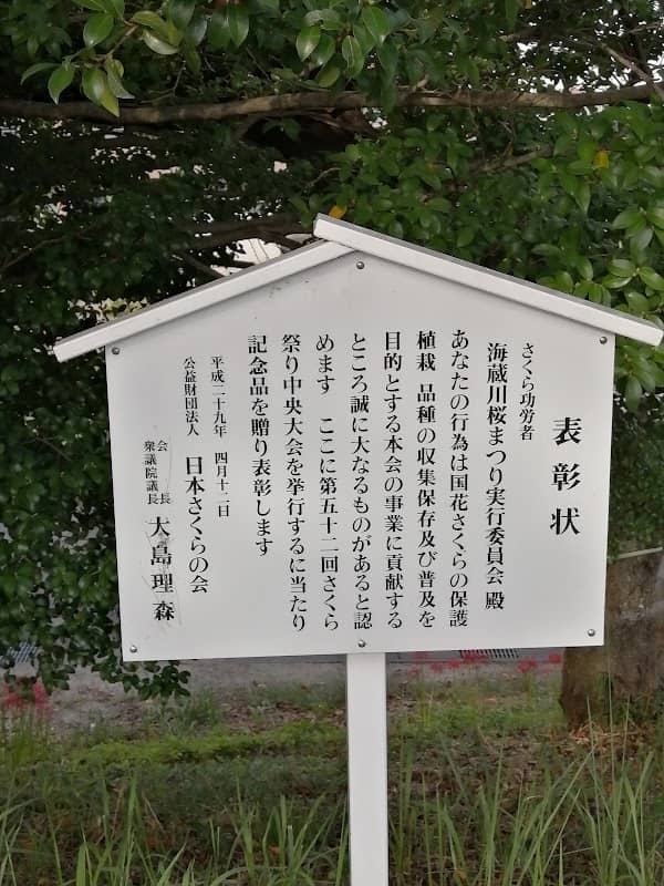 想い出の桜・小公園 - Image 1