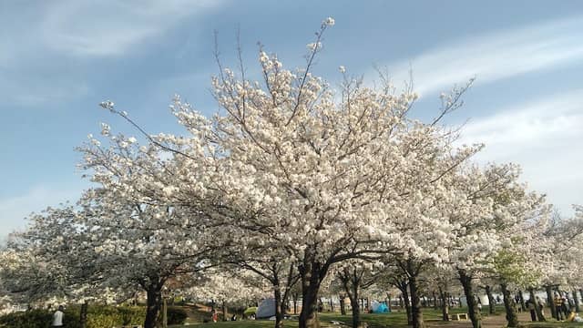Cherry Trees of Nishinomiya Harbor - Image 3