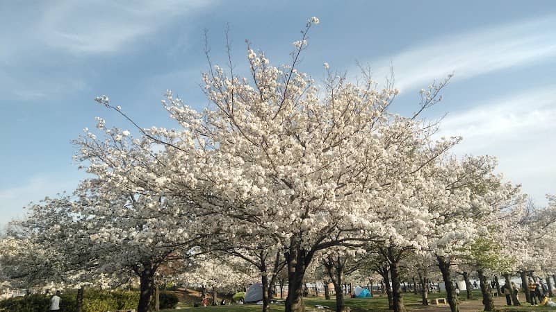Cherry Trees of Nishinomiya Harbor - Image 3