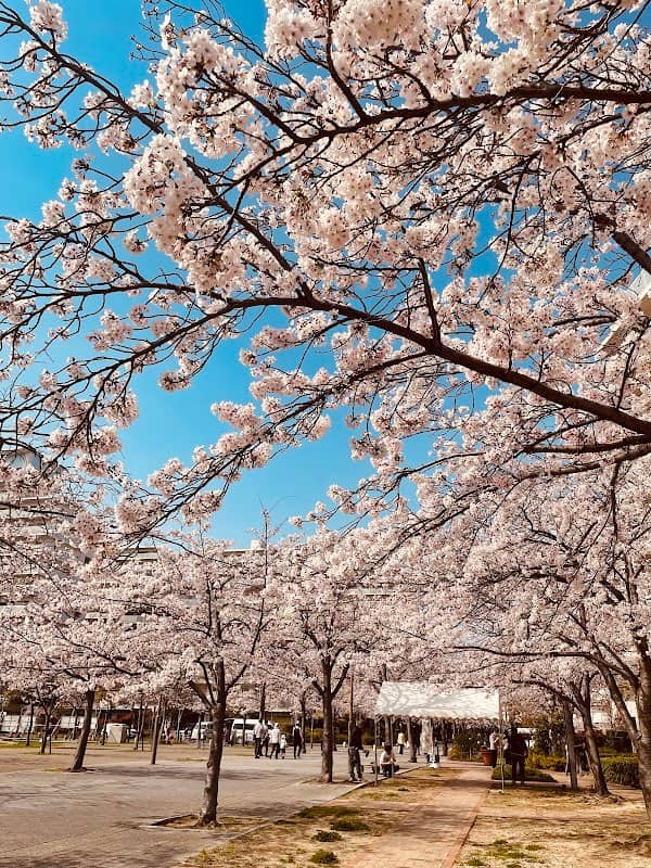 Cherry Trees of Nishinomiya Harbor - Image 1
