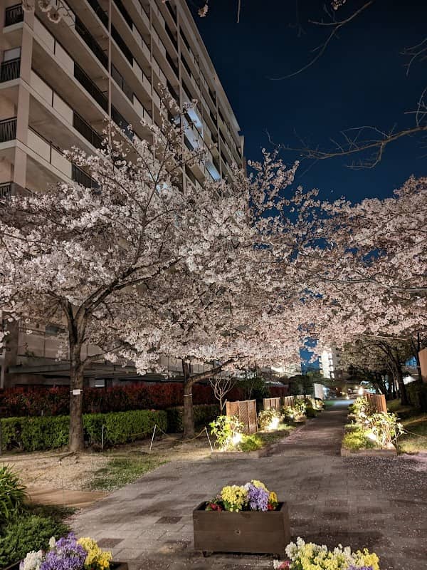 Cherry Trees of Nishinomiya Harbor - Image 2