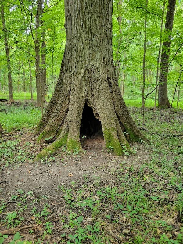 Beall Woods State Park - Image 3